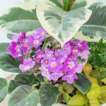 Chậu Cây Thiết Kế Đồng Xanh 148