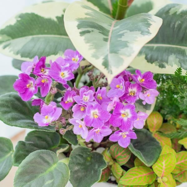 Chậu Cây Thiết Kế Đồng Xanh 148