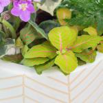 Chậu Cây Thiết Kế Đồng Xanh 148