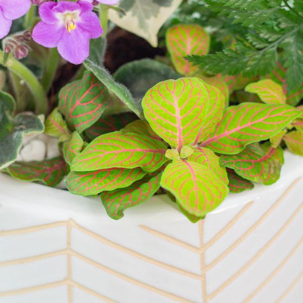 Chậu Cây Thiết Kế Đồng Xanh 148