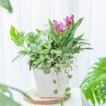 Chậu Hoa Thiết Kế Đồng Xanh 149