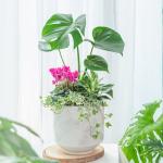 Chậu Cây Thiết Kế Đồng Xanh 150