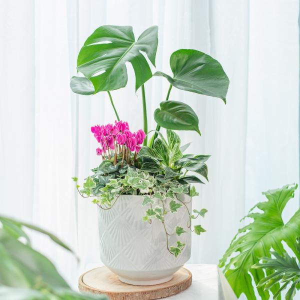 Chậu Cây Thiết Kế Đồng Xanh 150