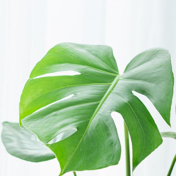 Chậu Cây Thiết Kế Đồng Xanh 150