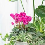 Chậu Cây Thiết Kế Đồng Xanh 150