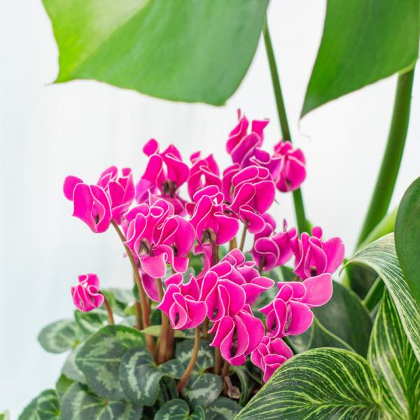 Chậu Cây Thiết Kế Đồng Xanh 150