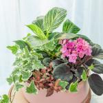 Chậu Cây Thiết Kế Đồng Xanh 151