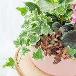 Chậu Cây Thiết Kế Đồng Xanh 151