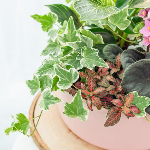 Chậu Cây Thiết Kế Đồng Xanh 151