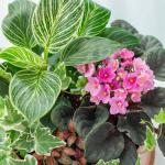 Chậu Cây Thiết Kế Đồng Xanh 151