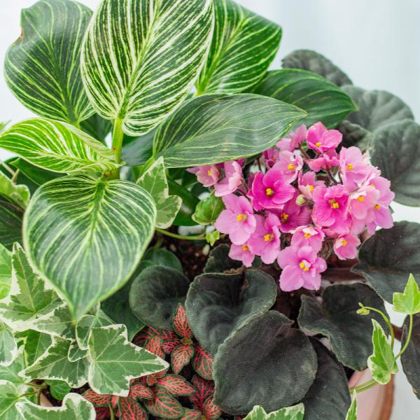 Chậu Cây Thiết Kế Đồng Xanh 151