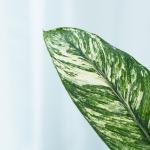 Chậu Cây Thiết Kế Đồng Xanh 147