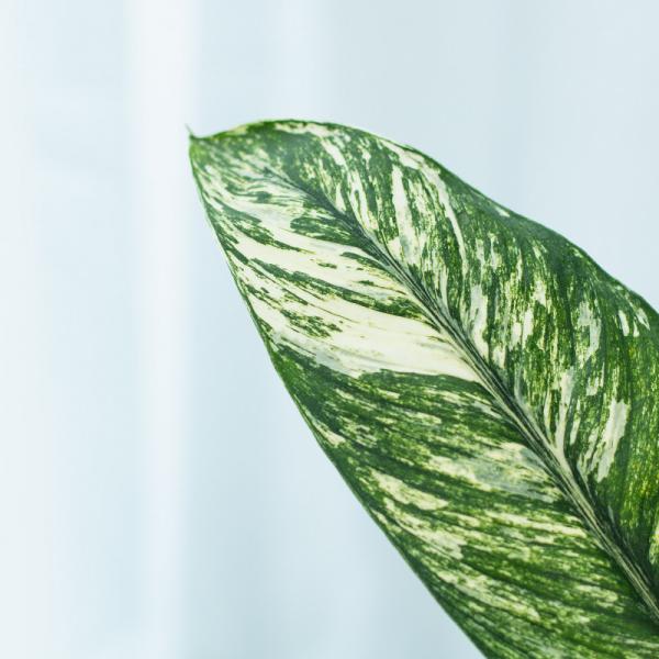 Chậu Cây Thiết Kế Đồng Xanh 147