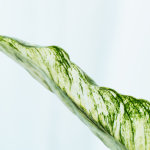 Chậu Cây Thiết Kế Đồng Xanh 147