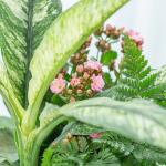 Chậu Cây Thiết Kế Đồng Xanh 147