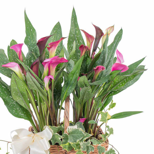 Giỏ Hoa Chậu Thiết Kế Thanh Tú 018