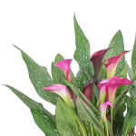 Giỏ Hoa Chậu Thiết Kế Thanh Tú 018