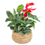 Chậu Cây Xanh Thiết Kế 021