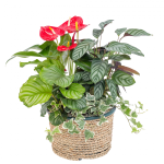 Chậu Cây Xanh Thiết Kế 022