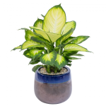 Chậu Cây Thiết Kế Mát Xanh 030