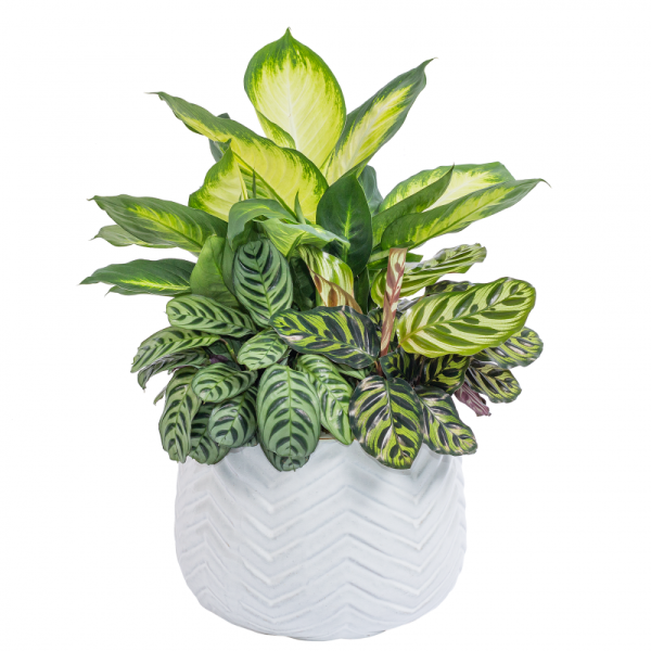 Chậu Cây Xanh Thiết Kế 023