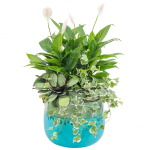 Chậu Cây Xanh Thiết Kế 024