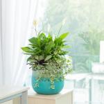 Chậu Cây Xanh Thiết Kế 024