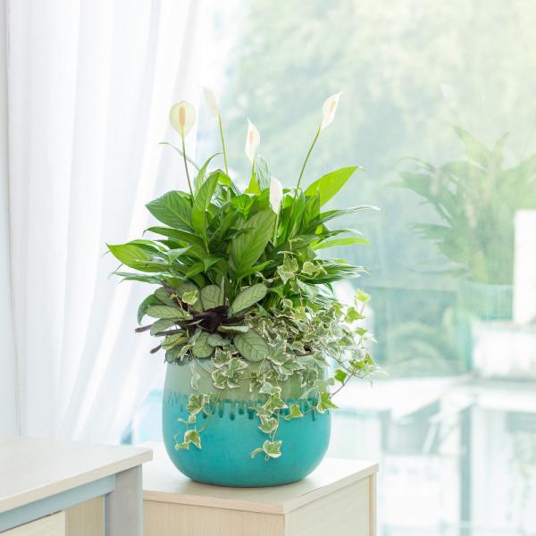 Chậu Cây Xanh Thiết Kế 024