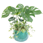 Chậu Cây Xanh Thiết Kế 025