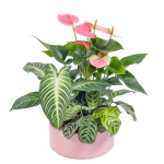 Chậu Cây Thiết Kế Mát Xanh 026