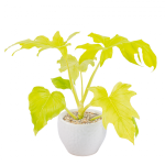 Chậu Cây Thiết Kế Mát Xanh 032