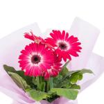 Chậu Hoa Thiết Kế Điều Ngọt Ngào 095