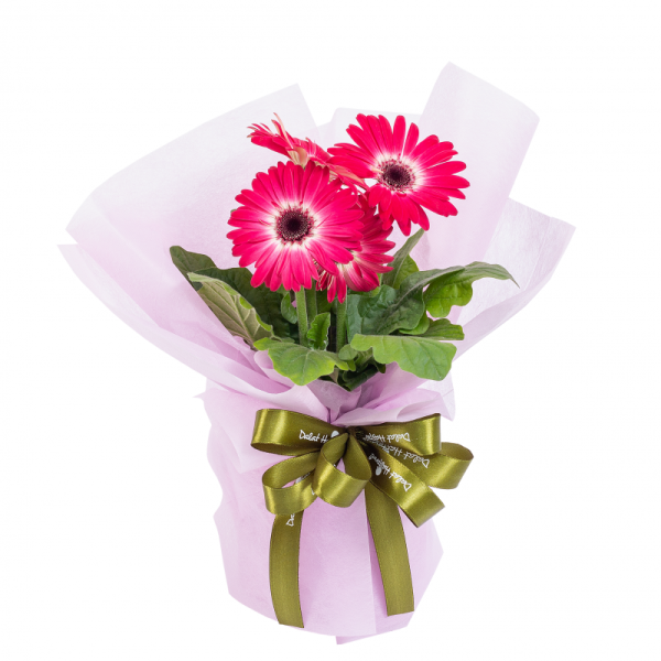 Chậu Hoa Thiết Kế Điều Ngọt Ngào 095