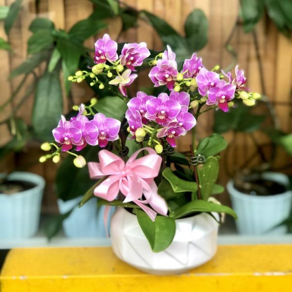 Lan Hồ Điệp Viên Mãn 016