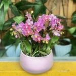 Lan Hồ Điệp Viên Mãn 016