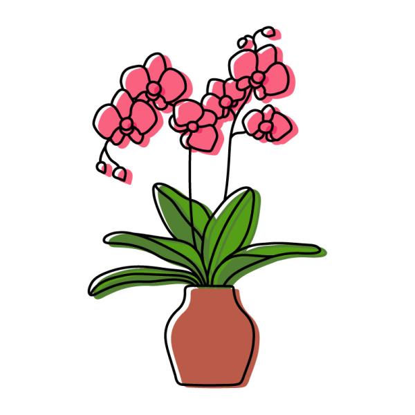 Lan Hồ Điệp Viên Mãn 016