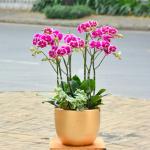 Lan Hồ Điệp Viên Mãn 029