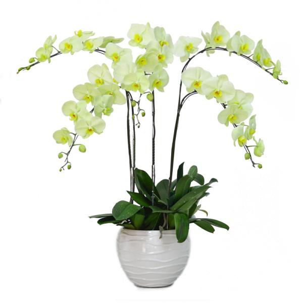 Lan Hồ Điệp Kết Nối Yêu Thương 066