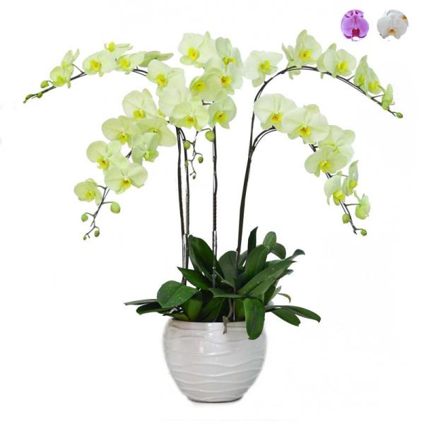 Lan Hồ Điệp Kết Nối Yêu Thương 066