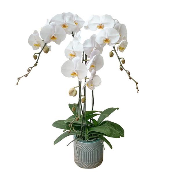 Lan Hồ Điệp Kết Nối Yêu Thương 067