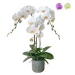 Lan Hồ Điệp Kết Nối Yêu Thương 067