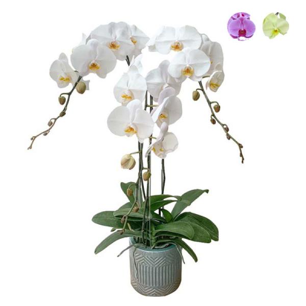 Lan Hồ Điệp Kết Nối Yêu Thương 067