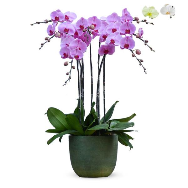 Lan Hồ Điệp Kết Nối Yêu Thương 068