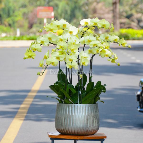 Lan Hồ Điệp Vạn Hạnh 052