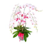 Lan Hồ Điệp Thịnh Vượng 005