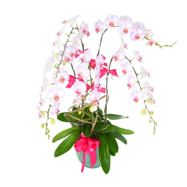 Lan Hồ Điệp Thịnh Vượng 005