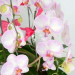 Lan Hồ Điệp Thịnh Vượng 005