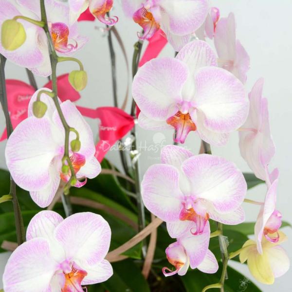 Lan Hồ Điệp Thịnh Vượng 005