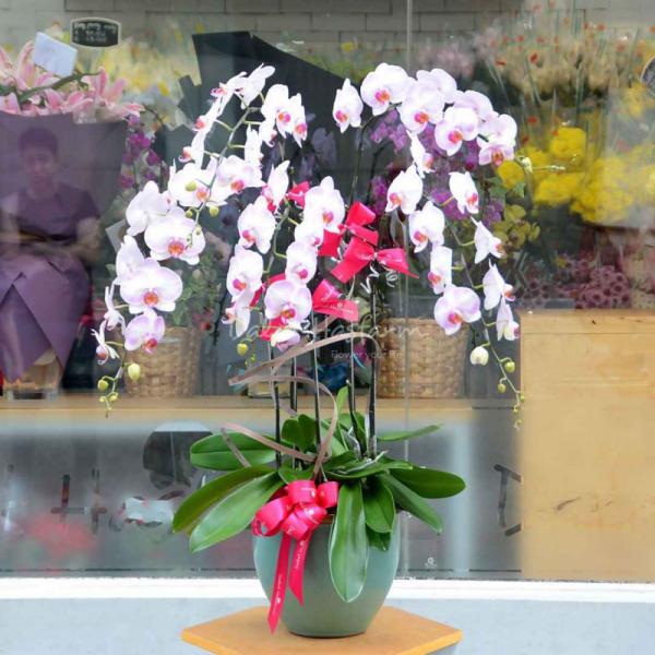 Lan Hồ Điệp Thịnh Vượng 005