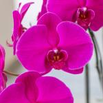 Lan Hồ Điệp Viên Mãn 019